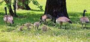 geese family 2