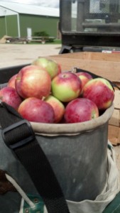 The apple-picking bucket