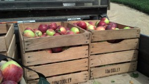 Apples from Licht's Orchard