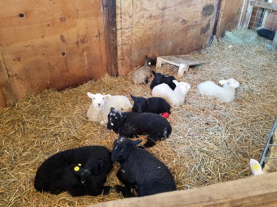 baby lambs 2